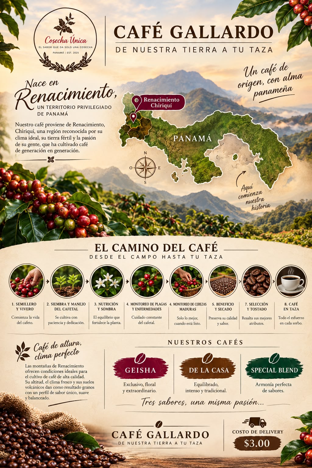 Recorrido del café desde el cultivo hasta la taza